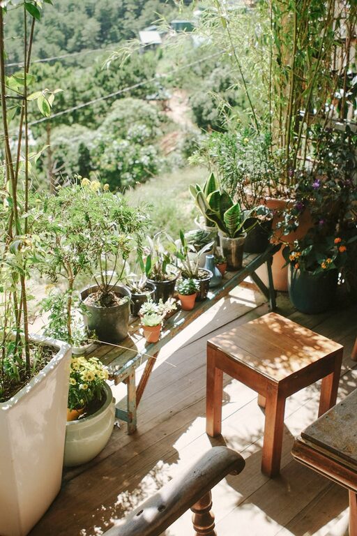 Cum să alegi plantele potrivite pentru balconul tău în funcție de lumină și spațiu